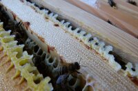 HYDROXIL "Reine Biene" 6L