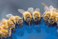 HYDROXIL "Bienen Trunk" 1L