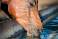 HYDROXIL LIVESTOCK Aqua Clean 1000L