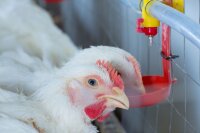 HYDROXIL LIVESTOCK Aqua Clean 1000L