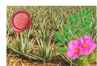 Q-Life Aloe Vera, Cistus Incanus, Moringa